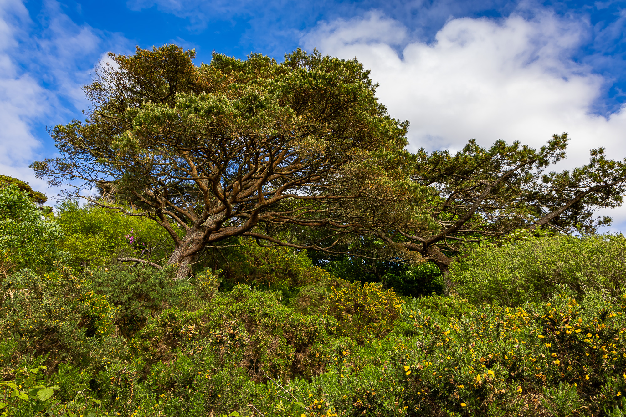 20240527-FR2A5017-SCO-Feis Ile 2024 Part 4