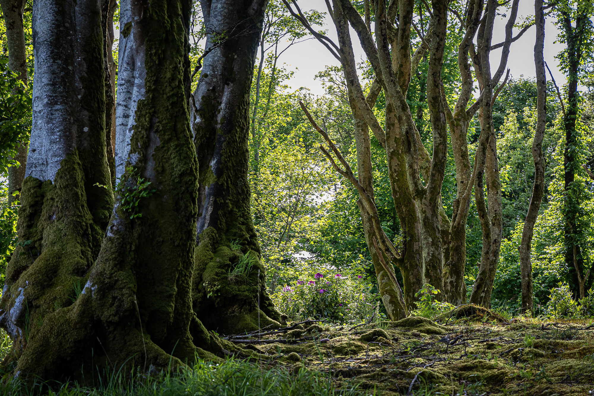 20240527-FR2A5042-SCO-Feis Ile 2024 Part 4