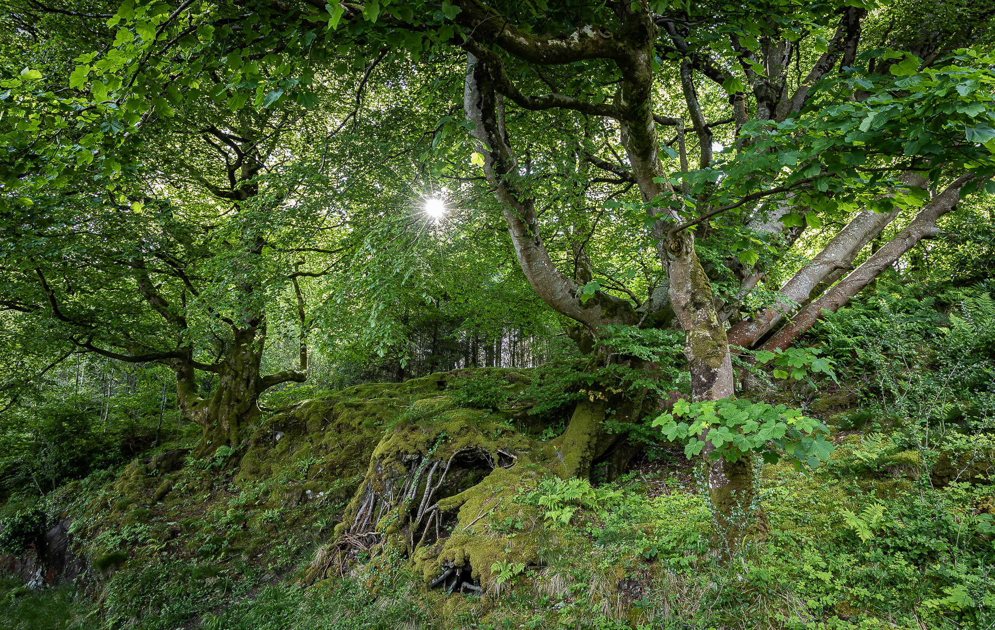 20240527-FR2A5068-SCO-Feis Ile 2024 Part 4