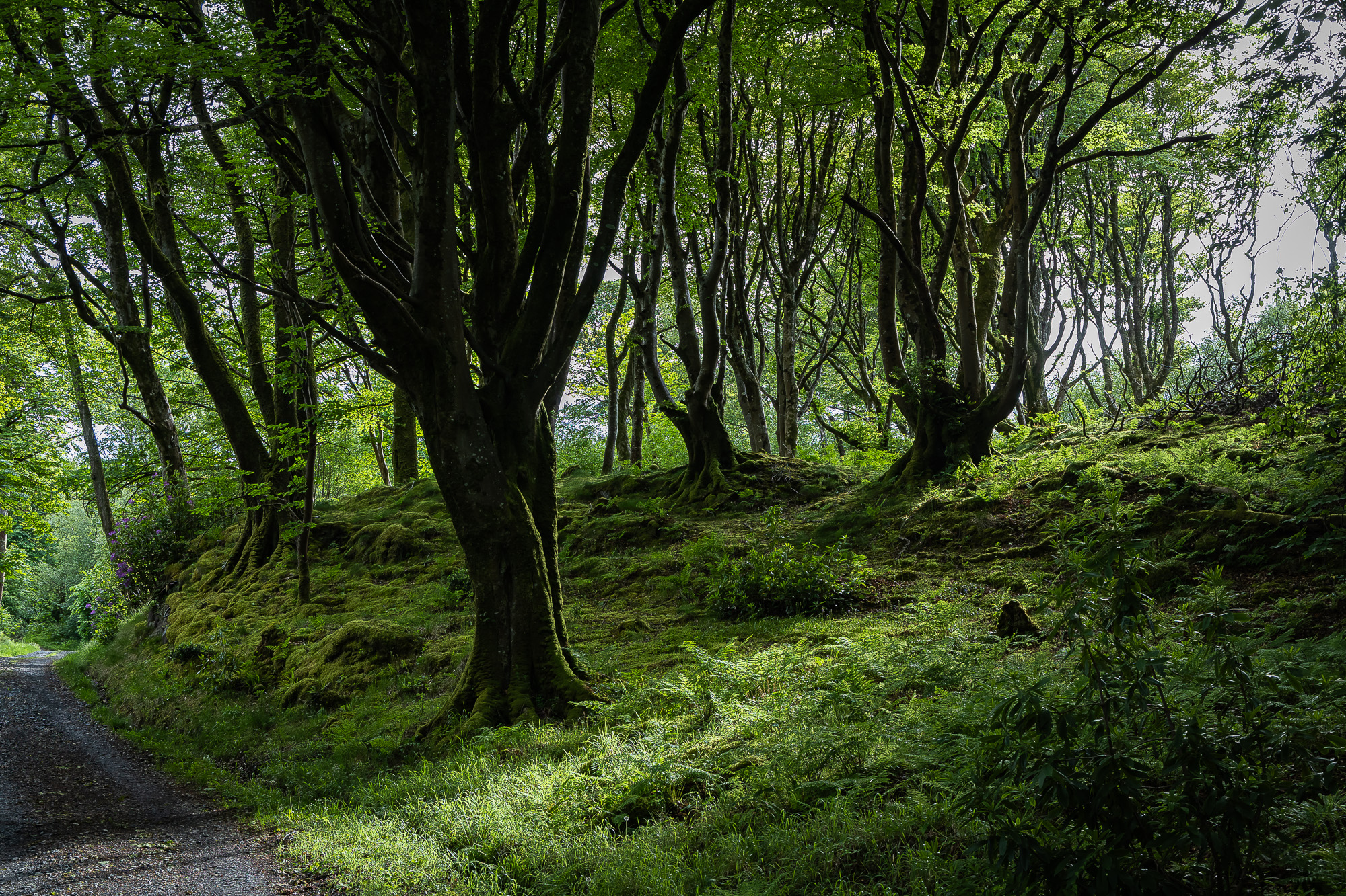 20240527-FR2A5076-SCO-Feis Ile 2024 Part 4