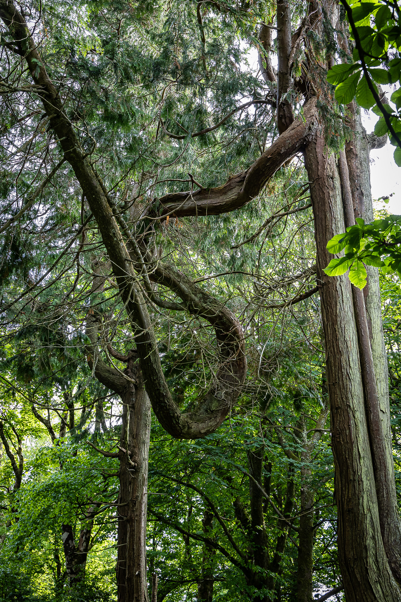 20240527-FR2A5083-SCO-Feis Ile 2024 Part 4