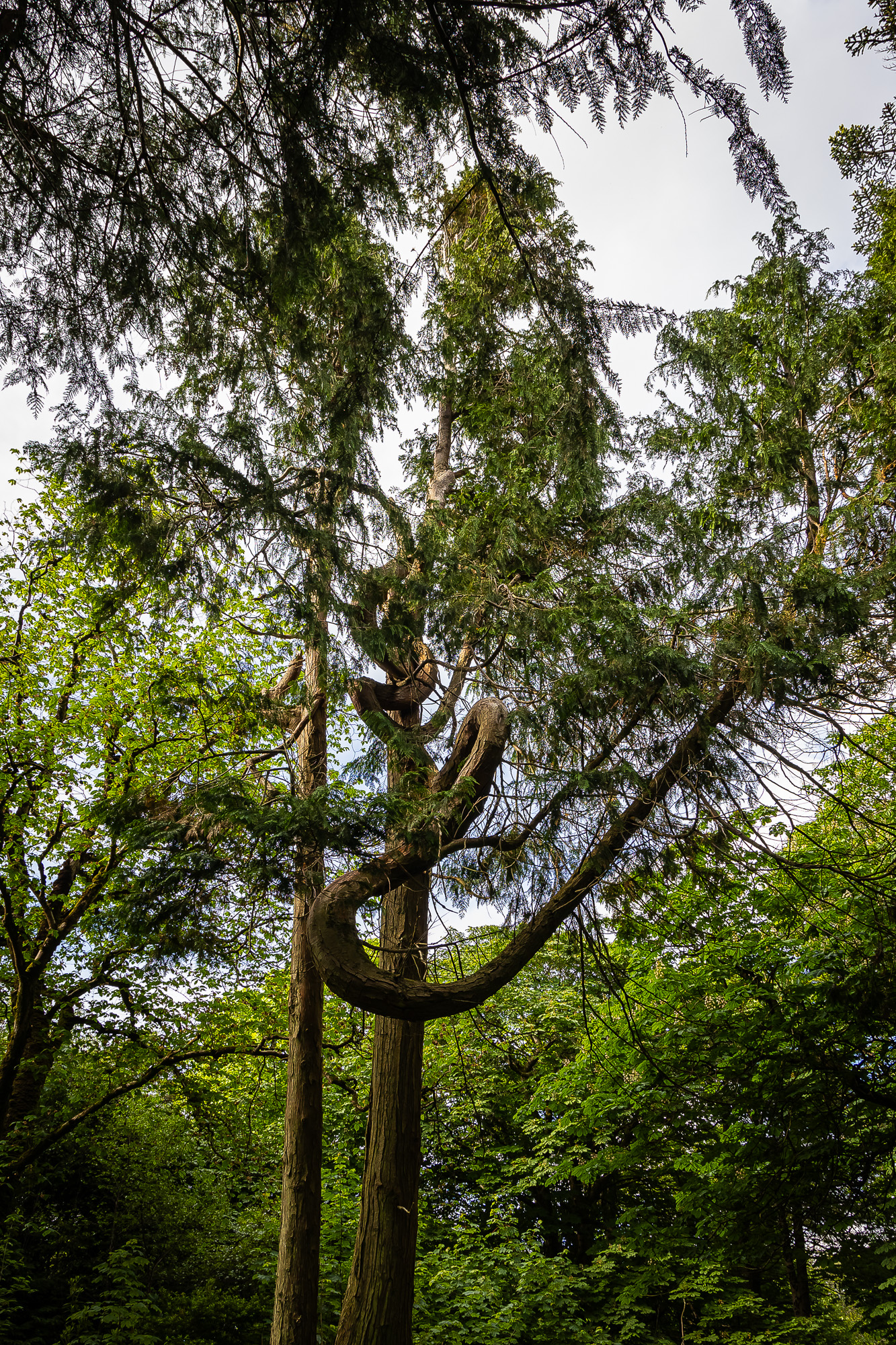 20240527-FR2A5088-SCO-Feis Ile 2024 Part 4