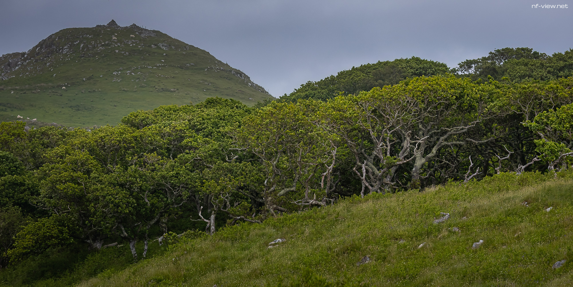 20240602-FR2A8460-Bearbeitet-SCO-Feis Ile 2024 Part 10