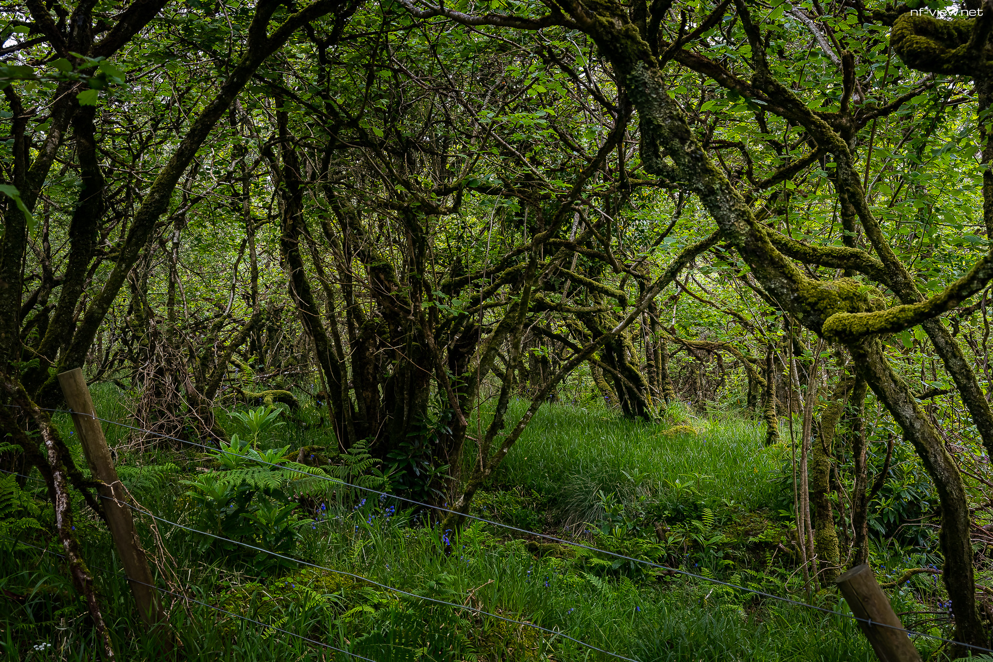 20240602-FR2A8484-Bearbeitet-SCO-Feis Ile 2024 Part 10